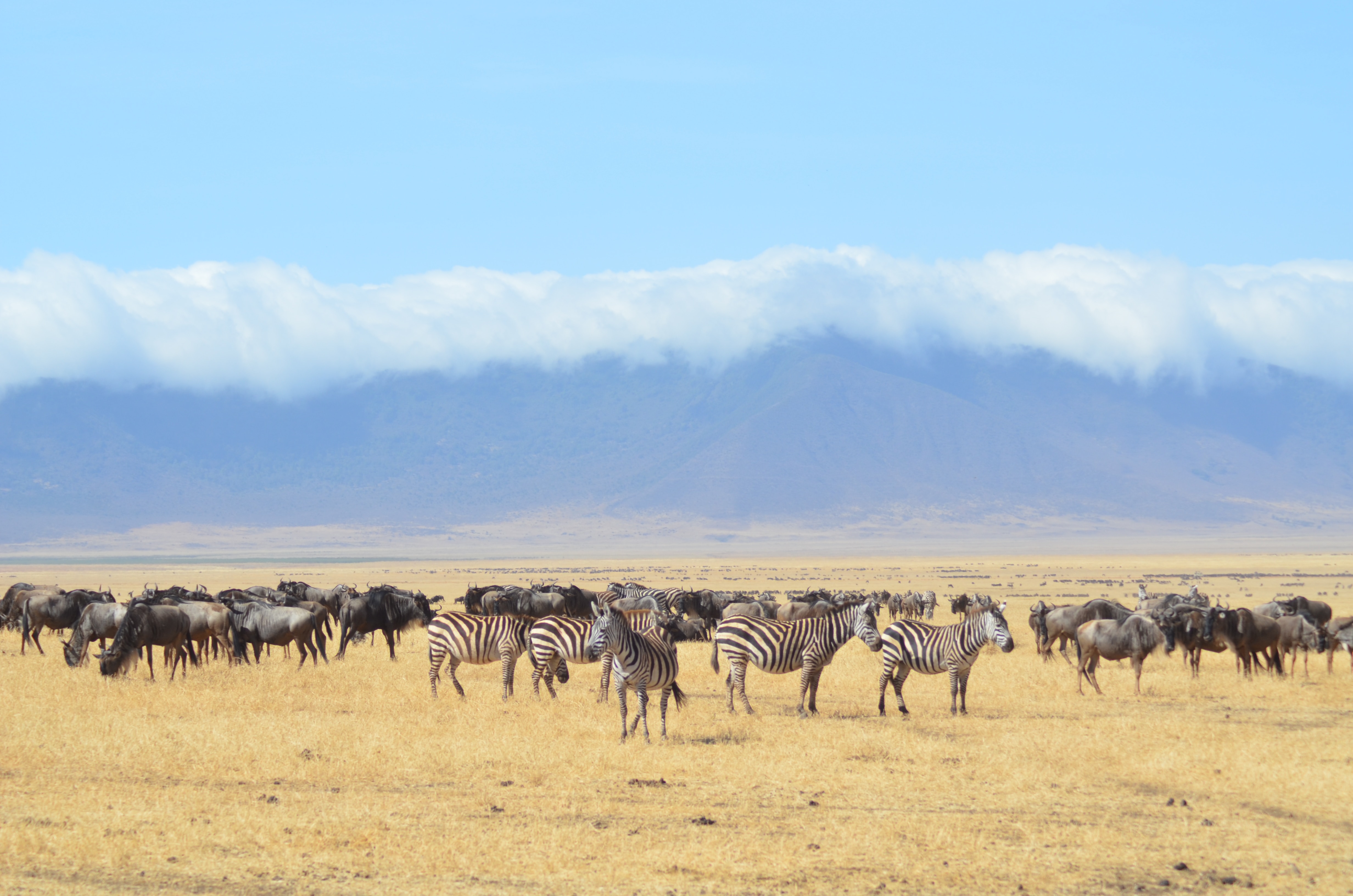 14-Day Mount Meru, Northern Safari & Zanzibar Beach - Tanzania safari